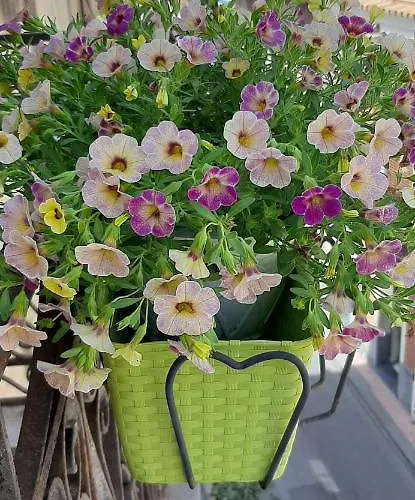 Home ジャルディーニ・ナクソス