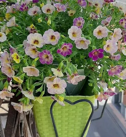 Home Apartment Giardini Naxos